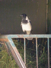 Corvus cornix