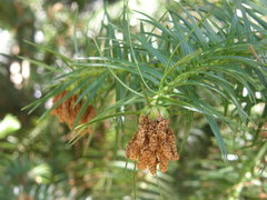 Leucaena lanceolata