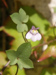 Cymbalaria muralis