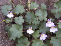 Cymbalaria muralis