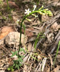 Stackhousia subterranea