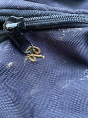 Diversibipalium multilineatum