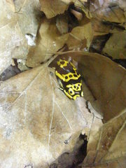Dendrobates leucomelas
