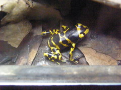 Dendrobates leucomelas