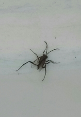 Evania appendigaster