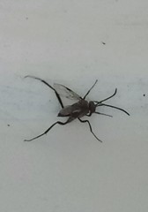 Evania appendigaster