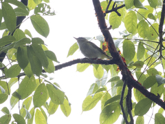 Vireo chivi