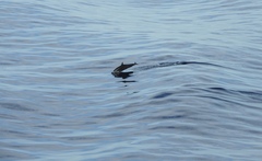 Stenella attenuata attenuata