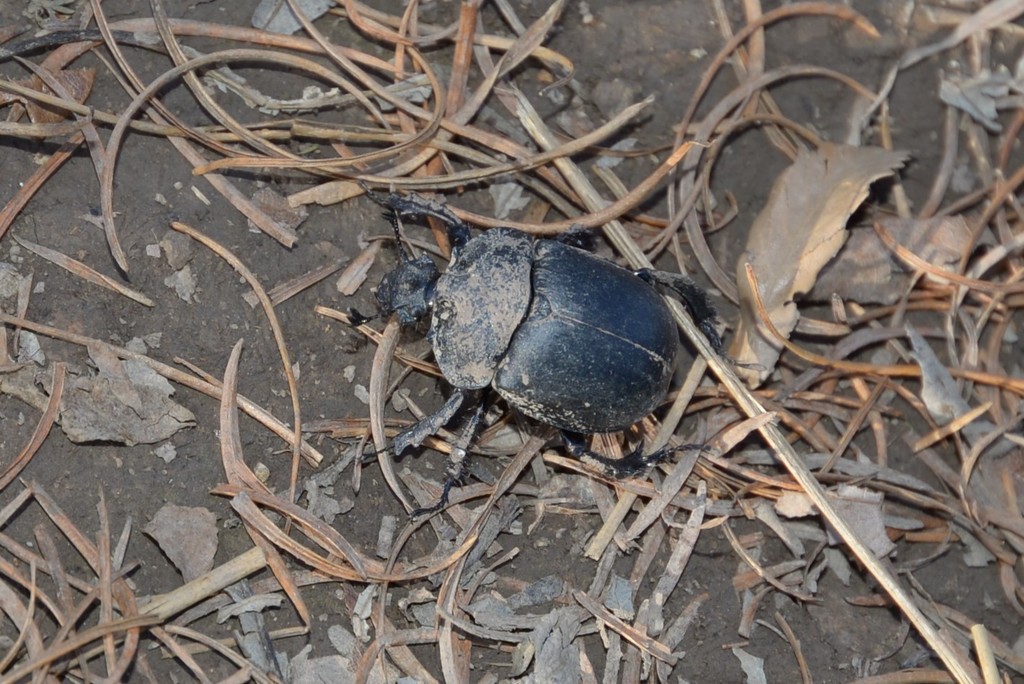 Enoplotrupes chaslii