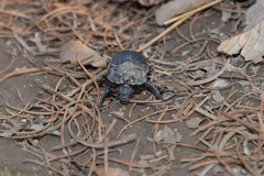 Enoplotrupes