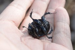 Enoplotrupes