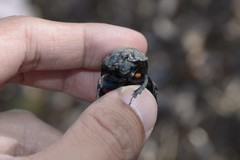 Enoplotrupes