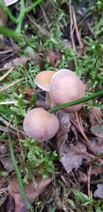 Cystoderma carcharias