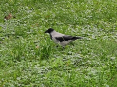 Corvus cornix