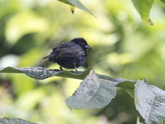 Volatinia jacarina