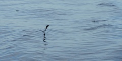 Stenella attenuata attenuata