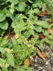 Galinsoga quadriradiata