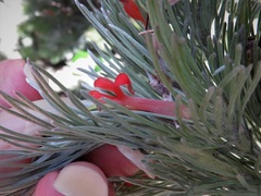 Adenanthos sericeus