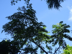 Zanthoxylum ailanthoides ailanthoides