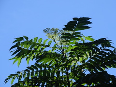 Zanthoxylum ailanthoides ailanthoides