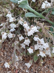 Diclis petiolaris