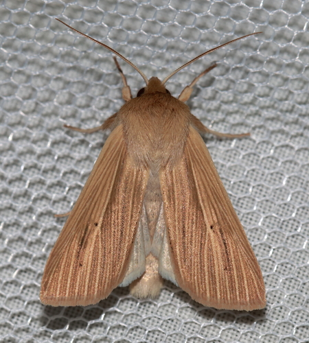 Common Wainscot