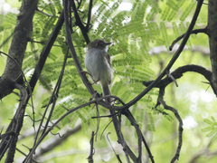 Atalotriccus pilaris