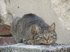 Felis catus