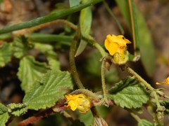 Hermannia rugosa