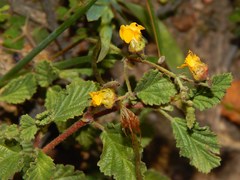 Hermannia rugosa