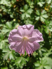 Geranium dalmaticum