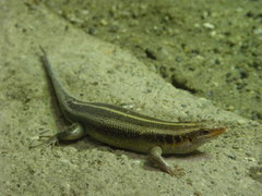 Gerrhosaurus nigrolineatus