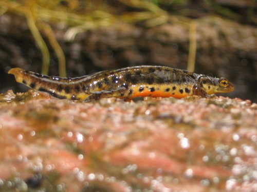 Bosca's newt, Voces, photo 6 of 10