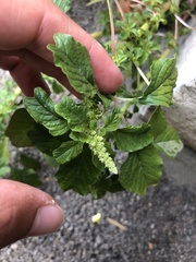 Amaranthus blitum