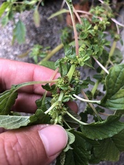 Amaranthus blitum