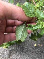 Amaranthus blitum