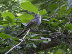 Myiarchus venezuelensis