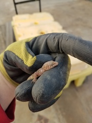 Hemidactylus turcicus