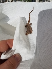 Hemidactylus turcicus