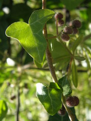 Hedera helix