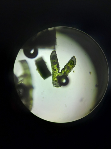 Festuca marginata