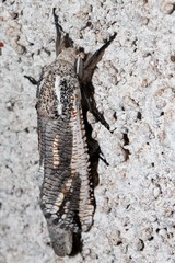 Azygophleps inclusa
