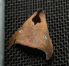 Hylesia nanus