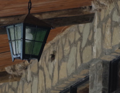 Ptyonoprogne fuligula