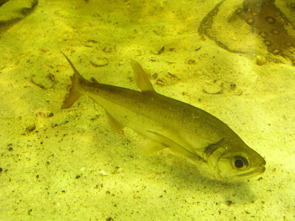 Sabretooth Tetra