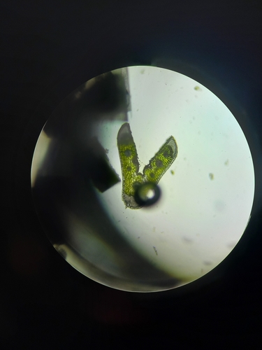 Festuca marginata, photograph 1