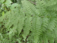 Dryopteris campyloptera image