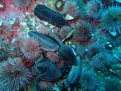 Pentacta doliolum