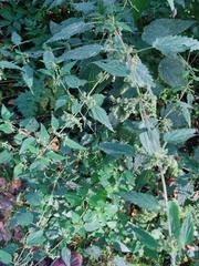 Urtica dioica