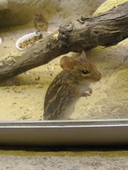 Lemniscomys barbarus